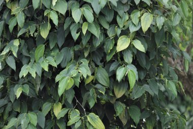 Kara Biber Piper Nigrum 'un olgunlaşmamış parçaları hasat için hazır.