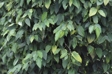 Kara Biber Piper Nigrum 'un olgunlaşmamış parçaları hasat için hazır.