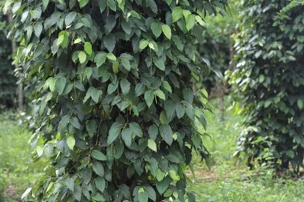 Gulungan Mentah Dari Black Pepper Piper Nigrum Siap Untuk Panen — Stok Foto