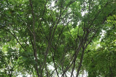 Pericopsis mooniana TWH, Fabaceae familyasından bir baklagil türü.. 