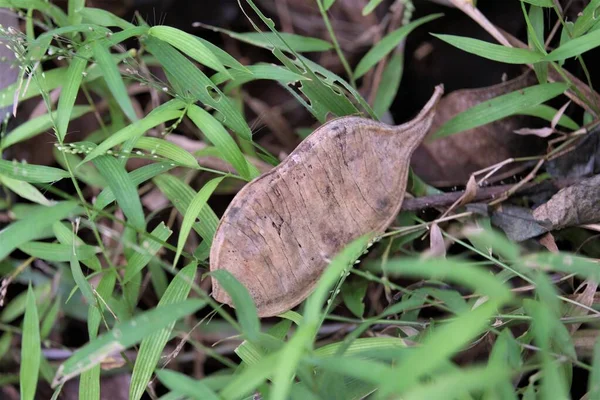 Pericopsis mooniana meyvesi, baklagiller (Fabaceae) familyasından bir baklagil türü.. 