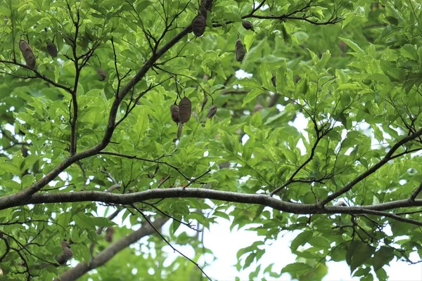 Pericopsis mooniana TWH, Fabaceae familyasından bir baklagil türü.. 