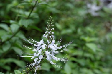 Ortopedi Aristo, Java Çayı ya da Kedi Bıyıkları olarak bilinir.. 