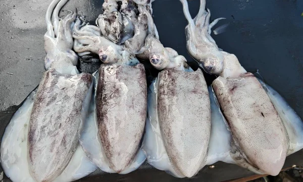 Taze mürekkep balığı satışa hazır.