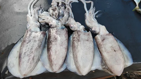 Fresh Squid Ready Sale — Stock Photo, Image