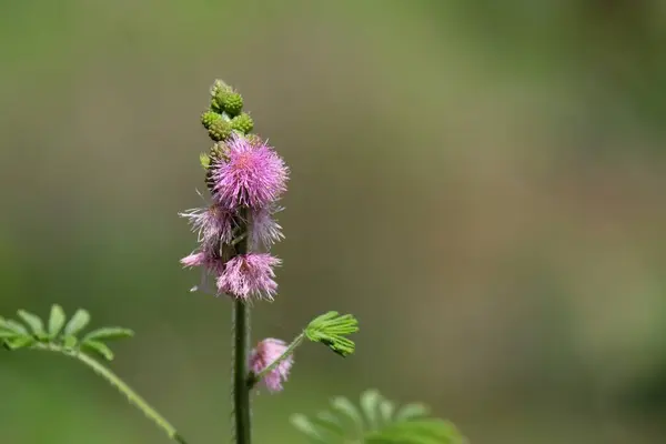 Mimosa Pudica Showing Flower Head Leaves — Stock Photo, Image