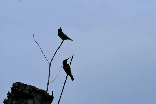 Der Olivgrüne Sonnenvogel Cinnyris Jugularis Auch Als Gelbbauchsonnenvogel Bekannt Ist — Stockfoto