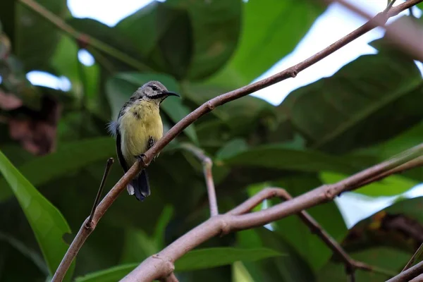 Der Olivgrüne Sonnenvogel Cinnyris Jugularis Auch Als Gelbbauchsonnenvogel Bekannt Ist — Stockfoto