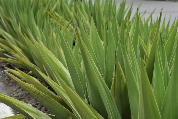 Furcraea foetida bitki türü