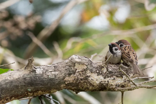 Pareja gorrión — Foto de Stock