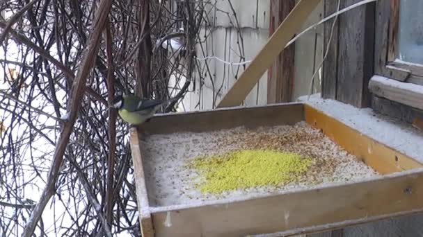 Een Tomtit Vogel Voedt Zich Met Gierstkorrels Uit Voerbak Winter — Stockvideo