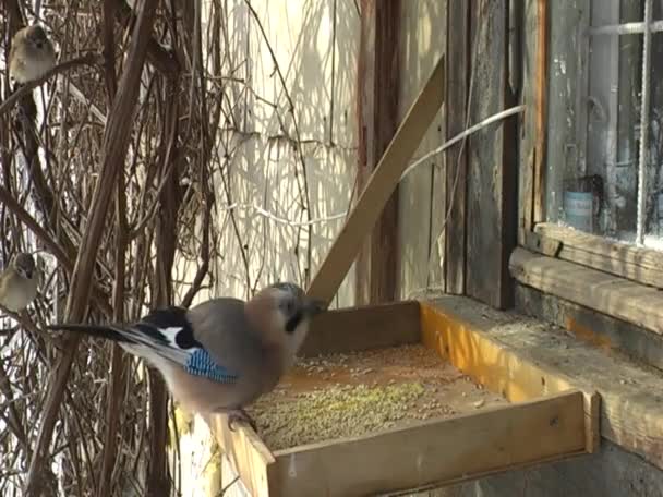 Pássaro Jay Está Voando Longe Alimentador Madeira — Vídeo de Stock