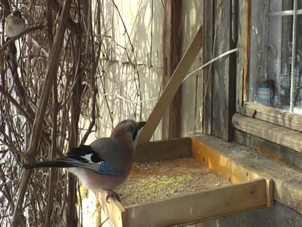 Gran Pájaro Arrendajo Está Comiendo Del Comedero Fue Capturado Por — Vídeo de stock