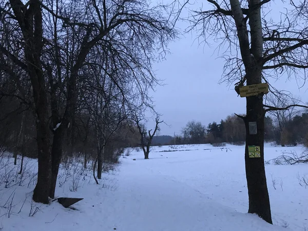 Cerca Del Lago Invierno Arboreto Ciudad Poltava Ucrania — Foto de Stock