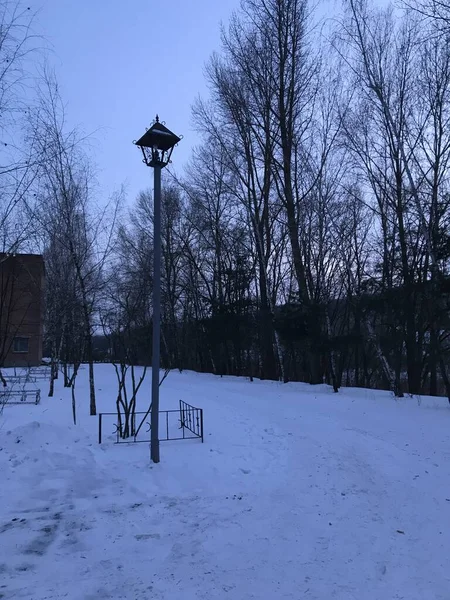 Kış Ağaçlarının Arka Planında Sokak Lambası — Stok fotoğraf