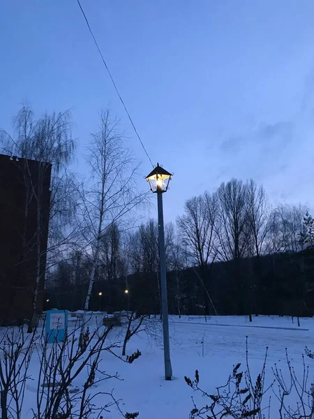 Lamba Kış Akşamı Parlıyor — Stok fotoğraf