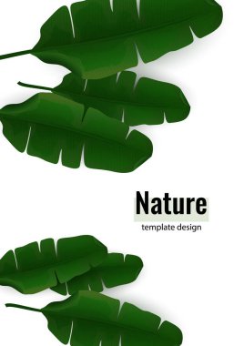 Beyaz arka planda egzotik palmiye yaprağı bileşimi. Reklam için botanik vektör illüstrasyonu.