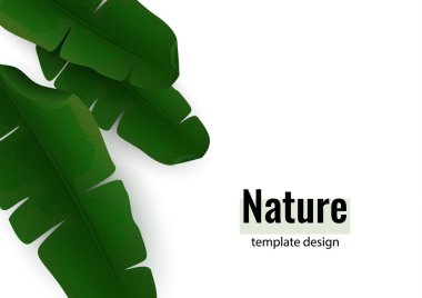 Beyaz arka planda egzotik palmiye yaprağı bileşimi. Reklam için botanik vektör illüstrasyonu.