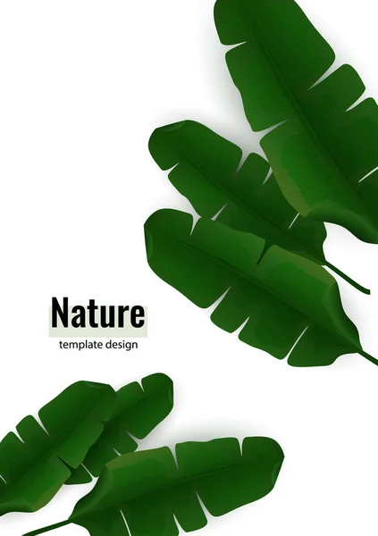 Composition Exotic Palm Banana Leaves White Background Botanical Vector Illustration — Stock Vector