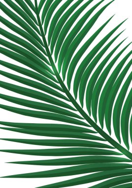 Soyut tropikal tarz. Beyaz arka planda bir palmiye dalı. Tasarımınız için vektör illüstrasyonu