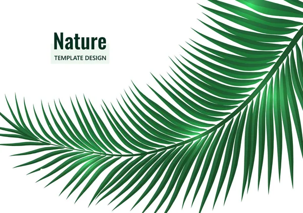 Abstrakter Tropischer Stil Palmzweig Auf Weißem Hintergrund Vektor Illustration Für — Stockvektor