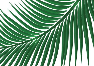 Soyut tropikal tarz. Beyaz arka planda bir palmiye dalı. Tasarımınız için vektör illüstrasyonu