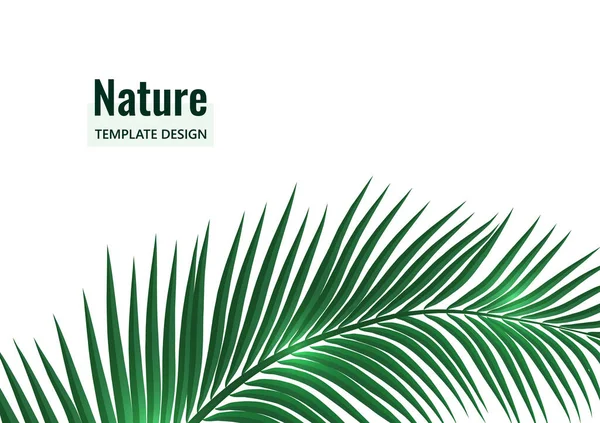 Absztrakt Trópusi Stílus Pálmaág Fehér Háttérrel Vektor Illusztráció Tervezés — Stock Vector