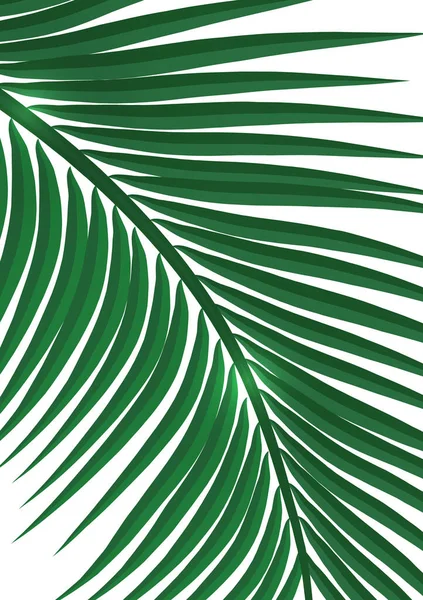 Estilo Tropical Abstrato Ramo Palma Sobre Fundo Branco Ilustração Vetorial — Vetor de Stock