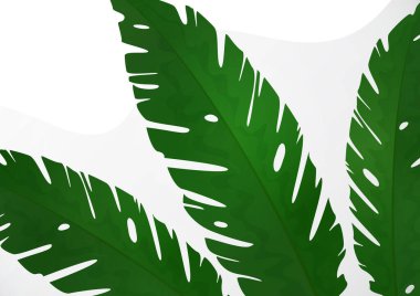 Beyaz arka plandaki egzotik tropik yapraklardan oluşmuş bir kompozisyon. Tasarımın için şablon. Vektör illüstrasyonu