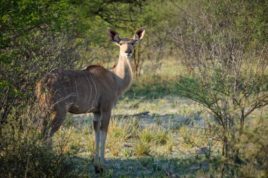 Daha büyük kudu (Tragelaphus strepsiceros) dişisi. Kalahari. Botswana
