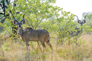 Daha büyük kudu (Tragelaphus strepsiceros) erkeği. Kalahari. Botswana