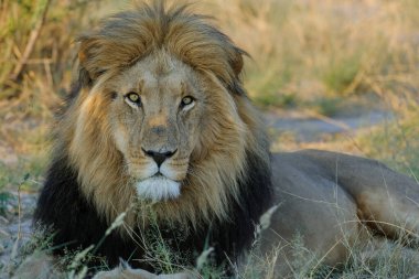Aslan (Panthera leo) erkek. Kalahari. Botswana
