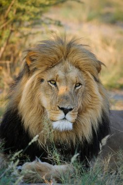Aslan (Panthera leo) erkek. Kalahari. Botswana