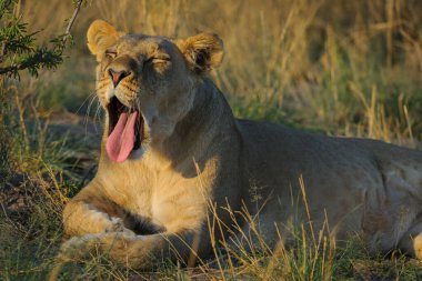 Aslan (Panthera leo) dişi (dişi aslan) esniyor. Kalahari. Botswana