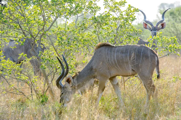 Большой Куду Tragelaphus Strepsiceros Самец Калахари Ботсвана — стоковое фото