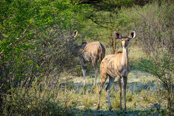 Grande Kudu Tragelaphus Strepsiceros Fêmea Kalahari Botsuana — Fotografia de Stock