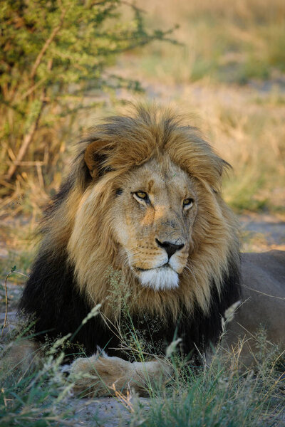 Lion (Panthera leo) male. Kalahari. Botswana
