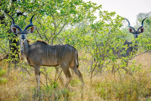 Grande Kudu Tragelaphus Strepsiceros Macho Kalahari Botsuana — Fotografia de Stock