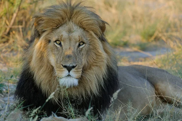 Leão Panthera Leo Macho Kalahari Botsuana — Fotografia de Stock