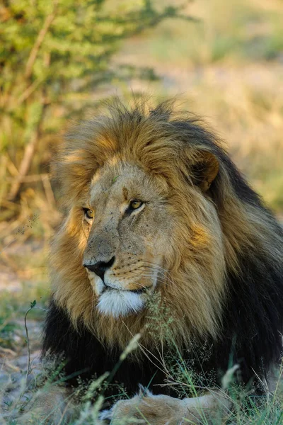 Leão Panthera Leo Macho Kalahari Botsuana — Fotografia de Stock