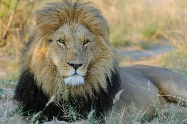 Leão Panthera Leo Macho Kalahari Botsuana — Fotografia de Stock