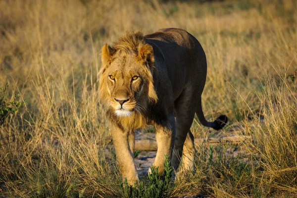 Leão Panthera Leo Macho Sub Adulto Kalahari Botsuana — Fotografia de Stock