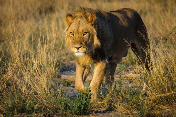 Leone Panthera Leo Maschio Sub Adulto Kalahari Botswana — Foto Stock