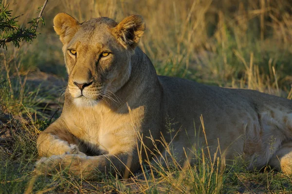 Leão Panthera Leo Fêmea Leoa Kalahari Botsuana — Fotografia de Stock