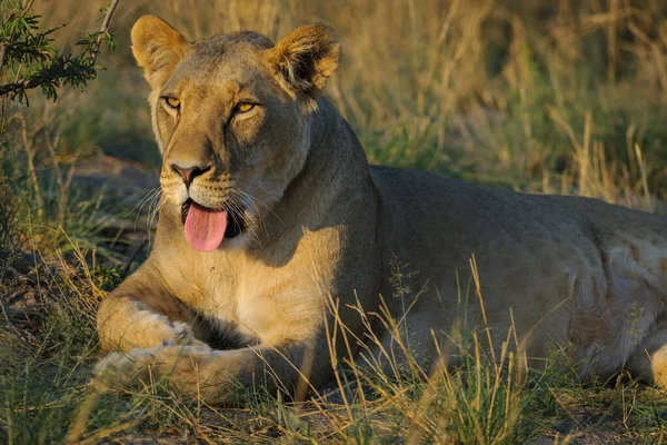 Lion Panthera Leo Female Lioness Yawning Kalahari Botswana — Stock Photo, Image