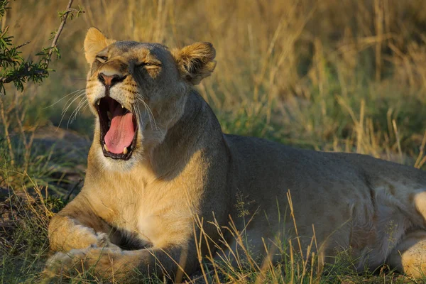 Λιοντάρι Panthera Leo Θηλυκό Λέαινα Χασμουρητό Καλαχάρι Μποτσουάνα — Φωτογραφία Αρχείου