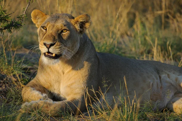 Leão Panthera Leo Fêmea Leoa Kalahari Botsuana — Fotografia de Stock