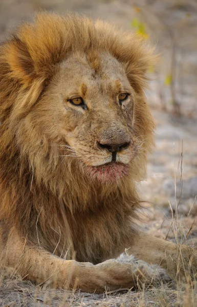 Muhteşem Erkek Aslan Panthera Leo Kabarcık Yeleli Tablo Dikey Oryantasyon — Stok fotoğraf