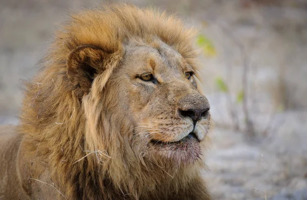 Prachtige Mannelijke Leeuw Panthera Leo Met Blod Manen Horizontale Landschap — Stockfoto