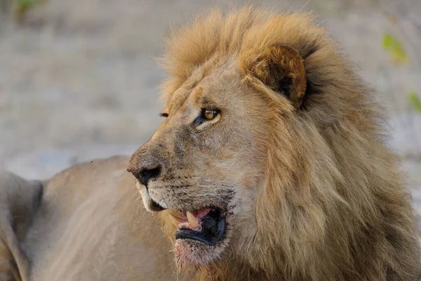 Göz Kamaştırıcı Erkek Aslan Panthera Leo Ağzı Açık Dişlerini Gösteren — Stok fotoğraf